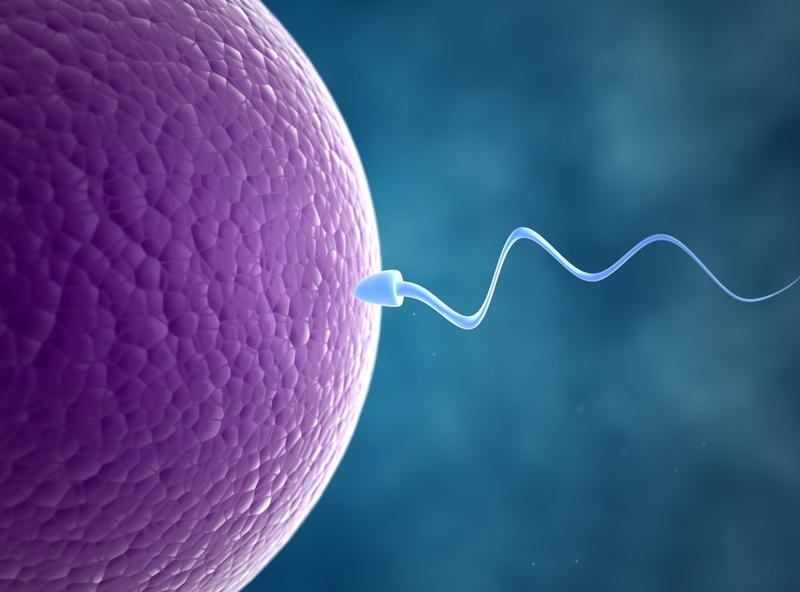 Aspekty finansowe dawstwa komórek jajowych