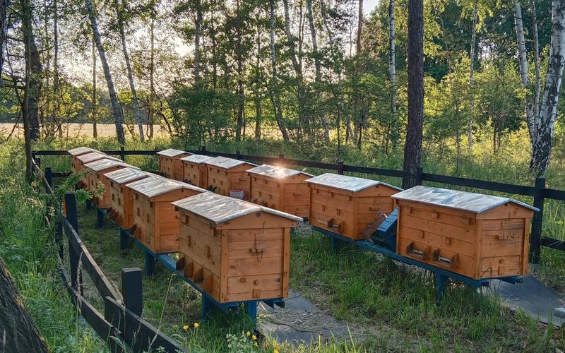 Dofinansowanie dla pszczelarzy i dotacje