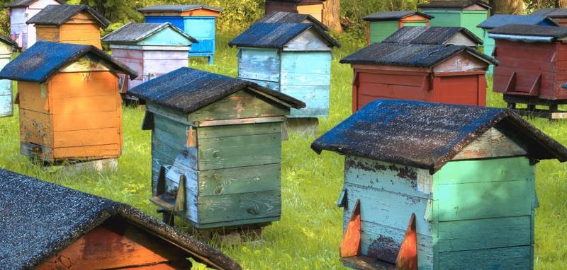Najczęstsze błędy początkujących pszczelarzy