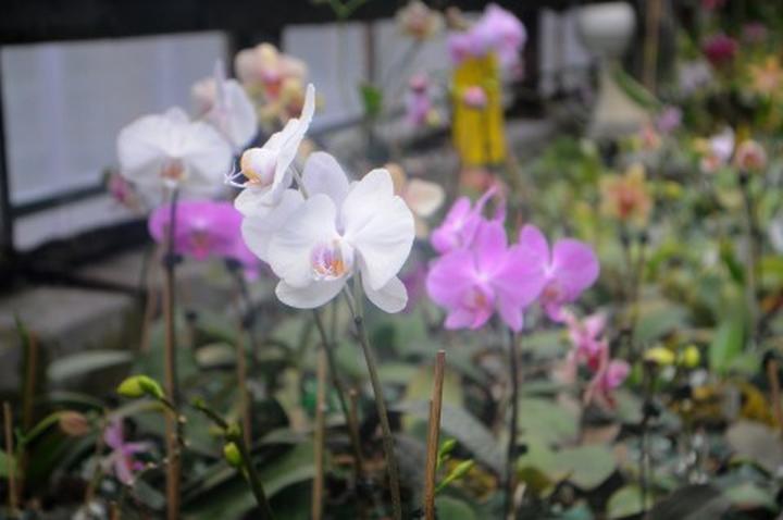 Praca przy kwiatach w Holandii wynagrodzenie