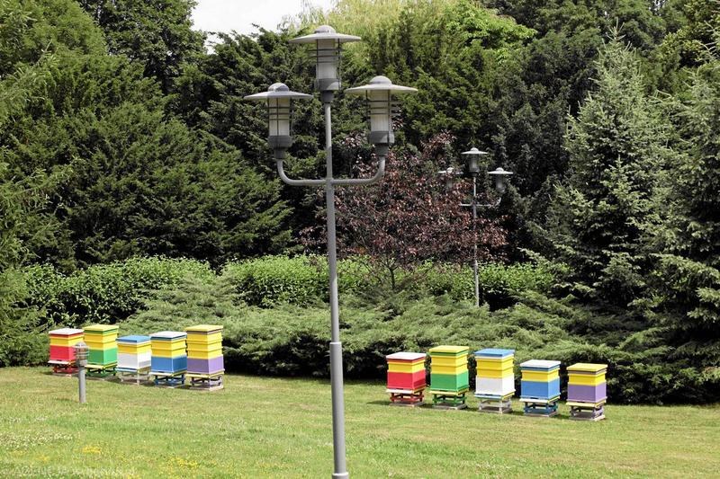 Zakładanie pasieki z dofinansowaniem