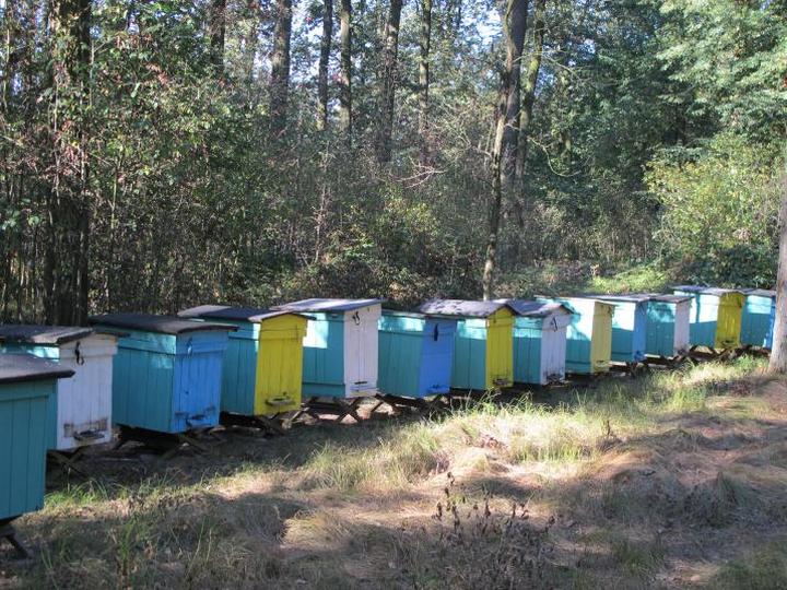 Zakup ula i wyposażenie pasieki