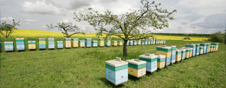 Jak założyć pasiekę z dofinansowaniem: kluczowe błędy do uniknięcia i możliwości wsparcia