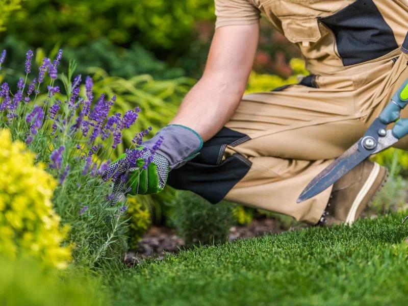 Zaskakujące fakty o zarobkach przy kwiatach w Holandii – ile naprawdę można zarobić?