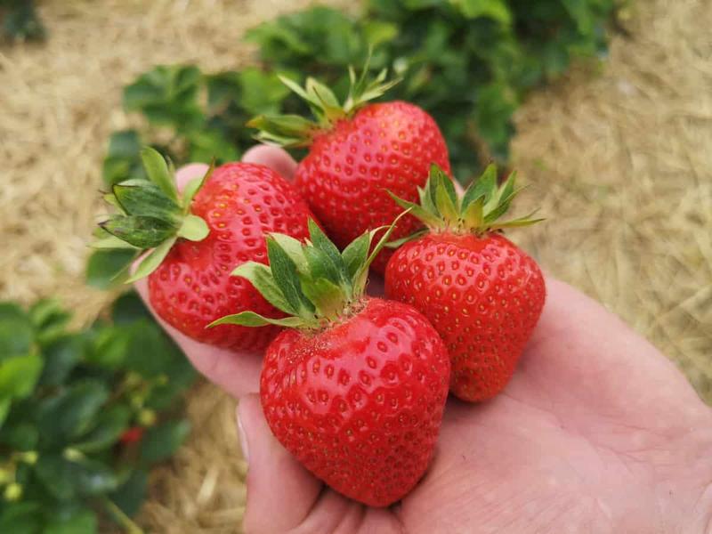 Zarobki z truskawek w Polsce