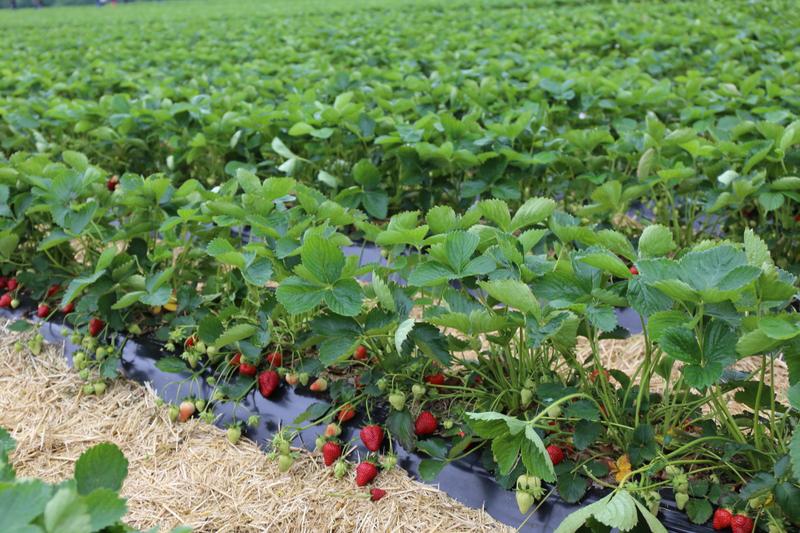 Koszty produkcji truskawek