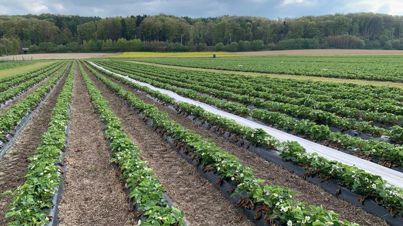 Zarobki z truskawek w Niemczech