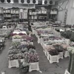 Giełda Kwiatowa Częstochowa: Przewodnik po godzinach otwarcia i najlepszych zakupach