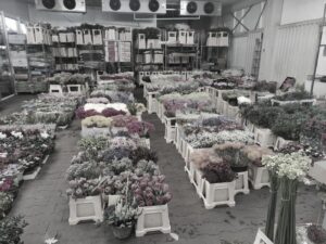 Giełda Kwiatowa Częstochowa: Przewodnik po godzinach otwarcia i najlepszych zakupach