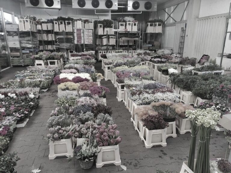 Giełda Kwiatowa Częstochowa: Przewodnik po godzinach otwarcia i najlepszych zakupach