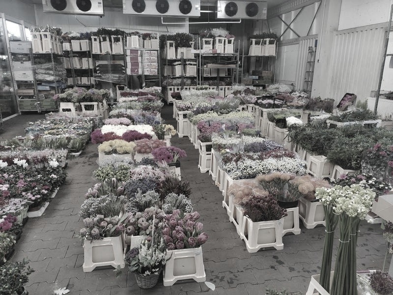 Giełda Kwiatowa Częstochowa: Przewodnik po godzinach otwarcia i najlepszych zakupach