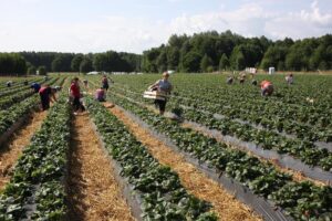 Ile naprawdę można zarobić na truskawkach w Niemczech? Oto zaskakujące stawki!