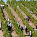 Ile można zarobić na zbiorach za granicą? Odkrywamy zaskakujące stawki pracy!