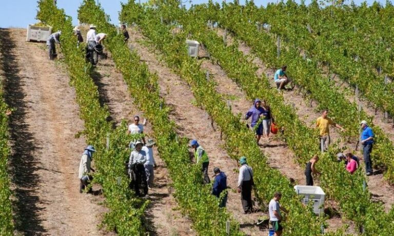 Ile można zarobić na zbiorach za granicą? Odkrywamy zaskakujące stawki pracy!