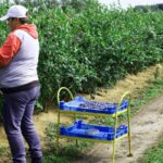 Zarobki przy zbiorze borówek w Niemczech — ile można naprawdę zarobić?
