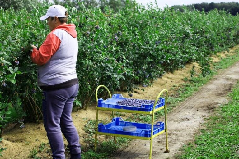 Zarobki przy zbiorze borówek w Niemczech — ile można naprawdę zarobić?