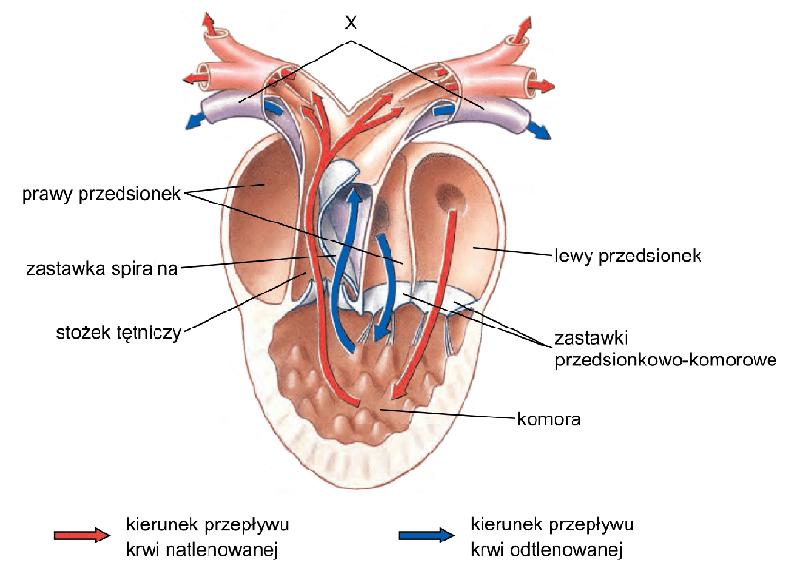 Operacja zastawki serca
