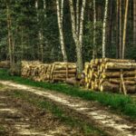 Ile można zarobić na 1 ha lasu? Realne dochody i najważniejsze koszty