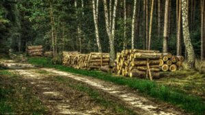 Ile można zarobić na 1 ha lasu? Realne dochody i najważniejsze koszty