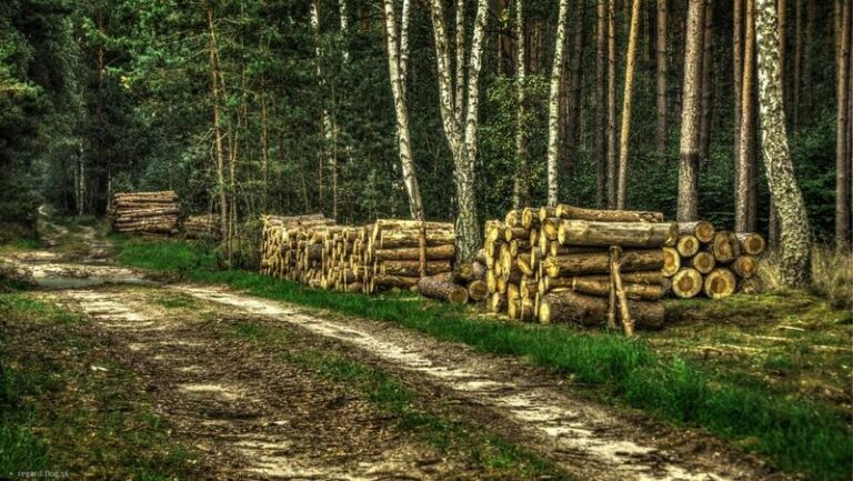 Ile można zarobić na 1 ha lasu? Realne dochody i najważniejsze koszty